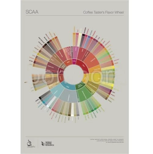 The Coffee Taster's Flavour Wheel Poster - SCAA 3 The Coffee Taster's Flavour Wheel Poster - SCAA